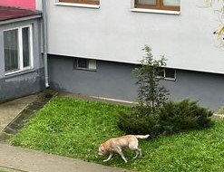 pies-blaka-sie-na-przylesiu