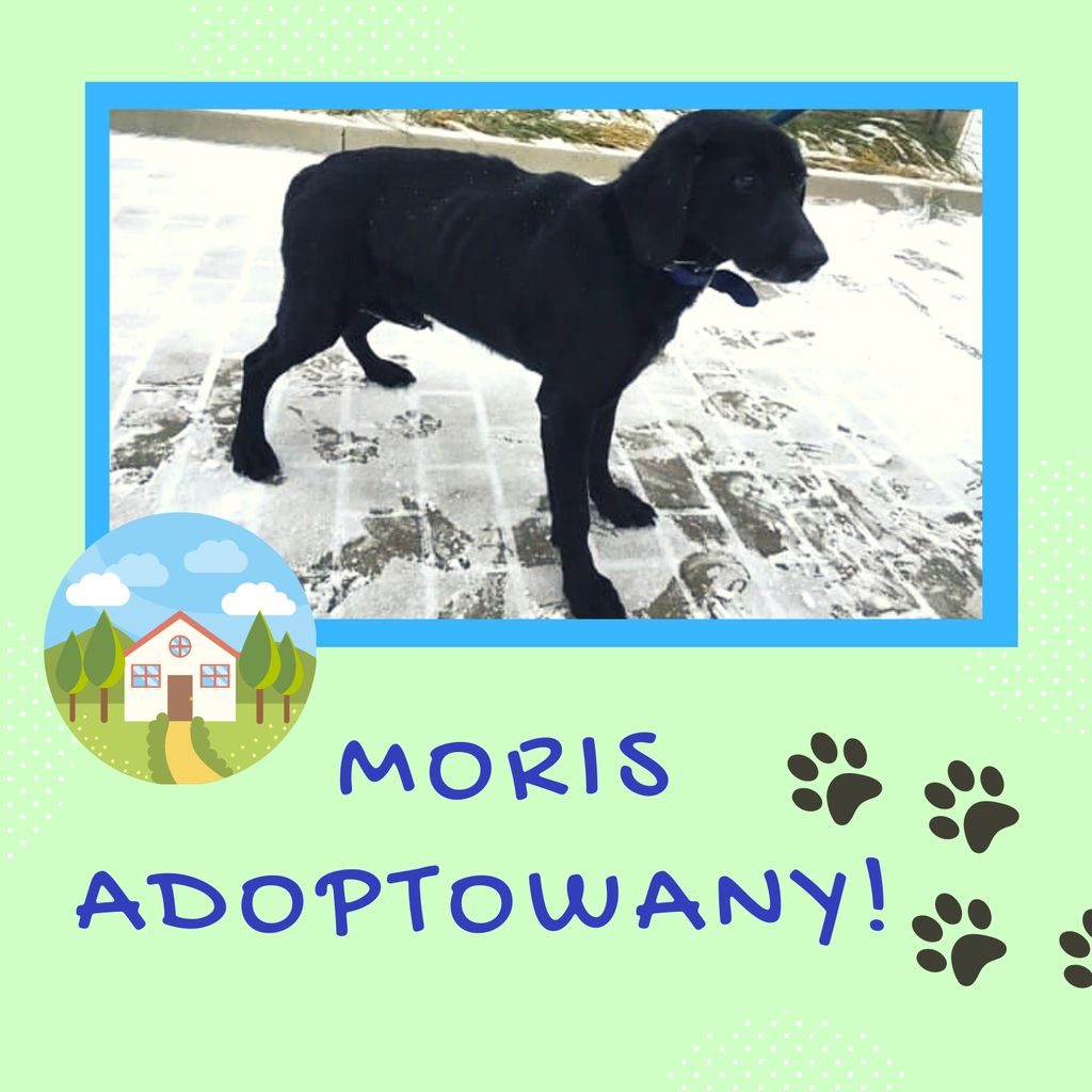Pies Moris adoptowany