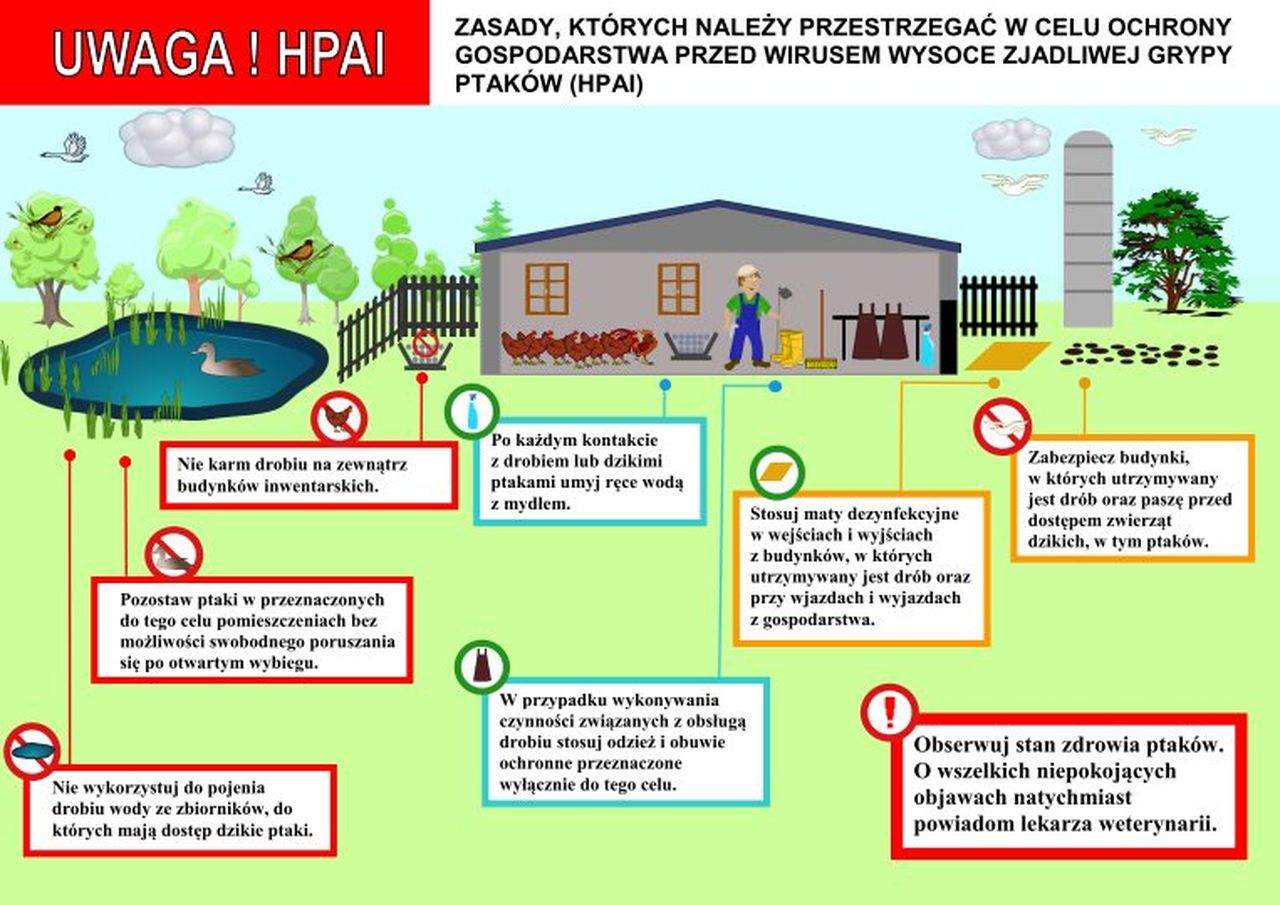 plakat zasad występowania ptasiej grypy