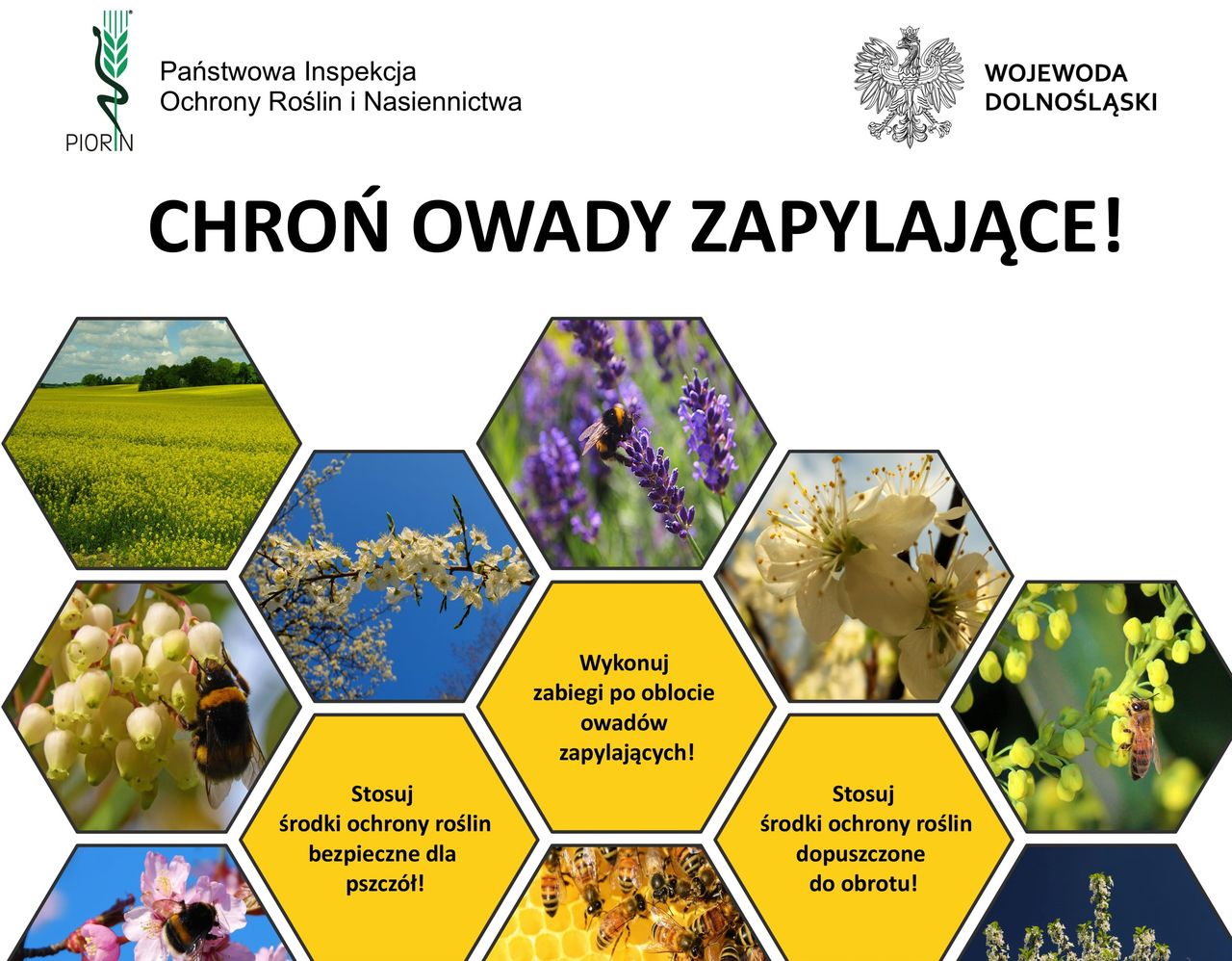 chroń owady zapylające
