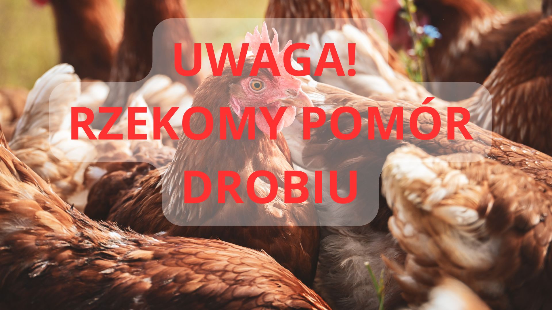 RZEKOMY POMÓR DROBIU