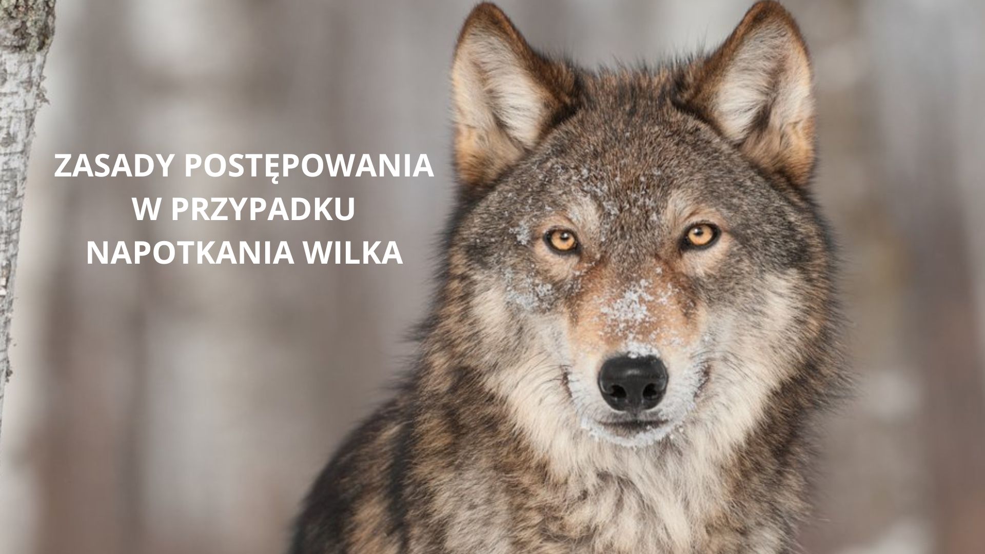 KOMUNIKAT PRZYPOMINAJĄCY - ZASADY POSTĘPOWANIA W PRZYPADKU NAPOTKANIA WILKA
