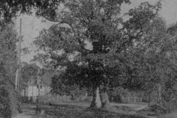 glogowko-1-4351F6FC441-8E6E-23A2-D1DE-C7CCF6B675DD.jpg