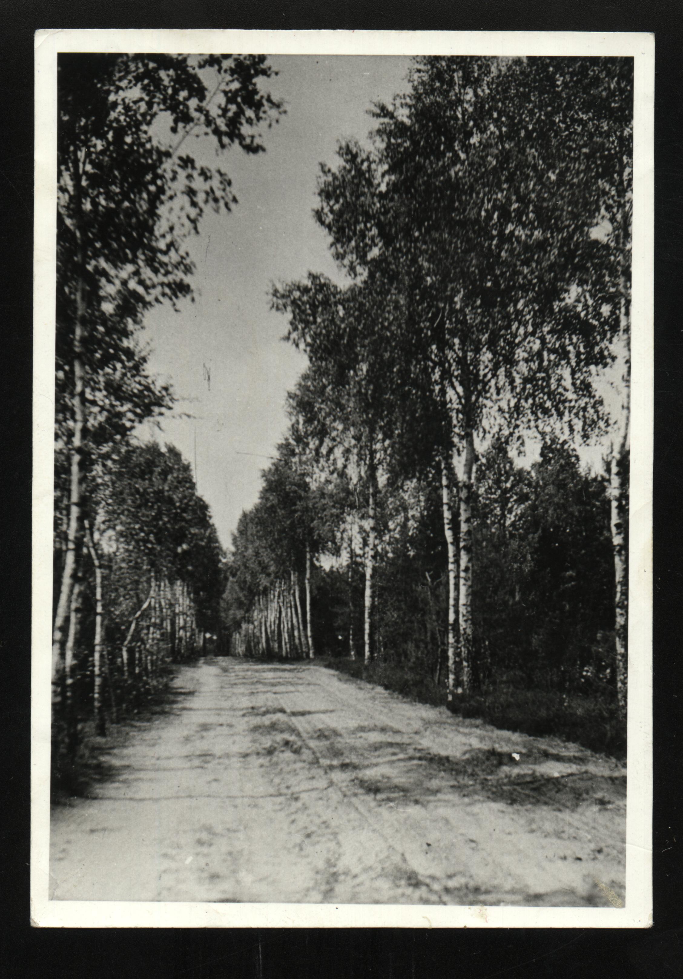 glogowski-las-miejski-3