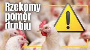 RZEKOMY POMÓR DROBIU