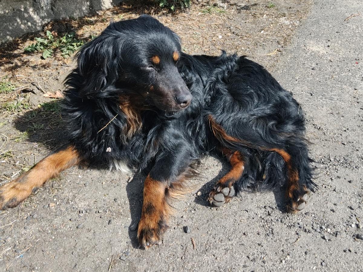 CZY KTOŚ ROZPOZNAJE PSA?